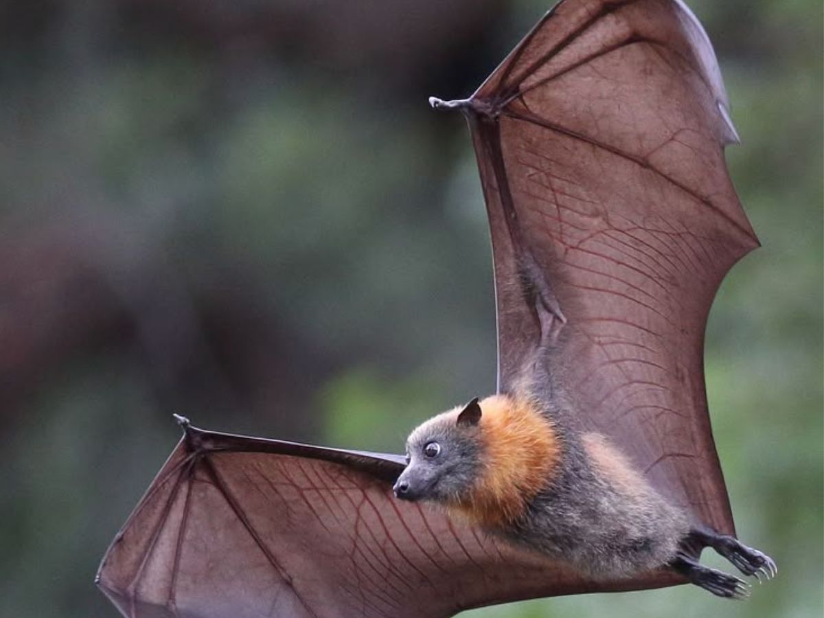 exploring-7-extraordinary-world-of-uncommon-milk-producing-animals-from-platypus-to-grey-kangaroo Exploring 7 Extraordinary World Of Uncommon Milk-Producing Animals: From Platypus to Grey kangaroo - Photo Gallery