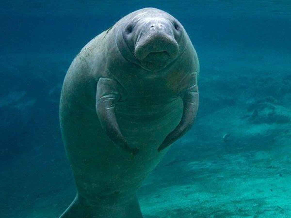 exploring-7-extraordinary-world-of-uncommon-milk-producing-animals-from-platypus-to-grey-kangaroo Exploring 7 Extraordinary World Of Uncommon Milk-Producing Animals: From Platypus to Grey kangaroo - Photo Gallery