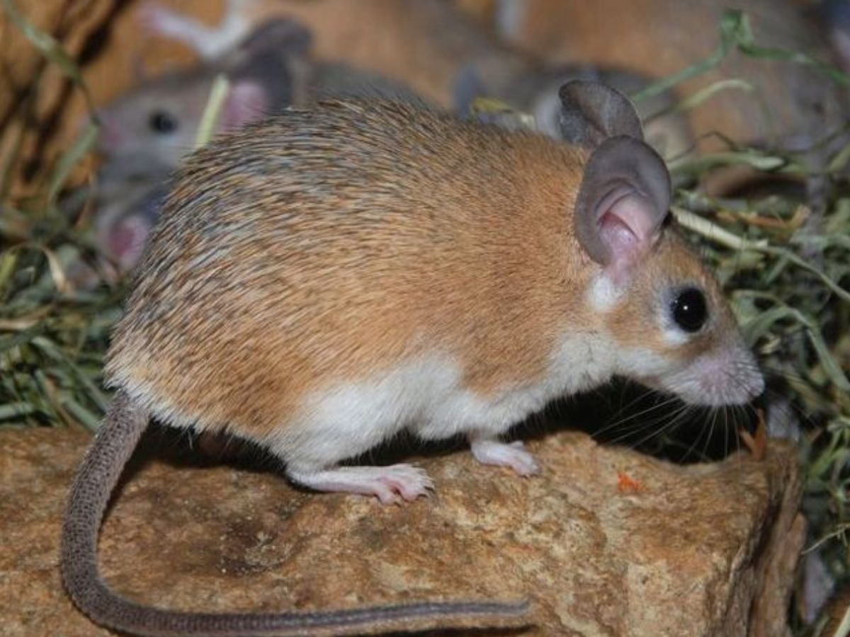 exploring-7-extraordinary-world-of-uncommon-milk-producing-animals-from-platypus-to-grey-kangaroo Exploring 7 Extraordinary World Of Uncommon Milk-Producing Animals: From Platypus to Grey kangaroo - Photo Gallery