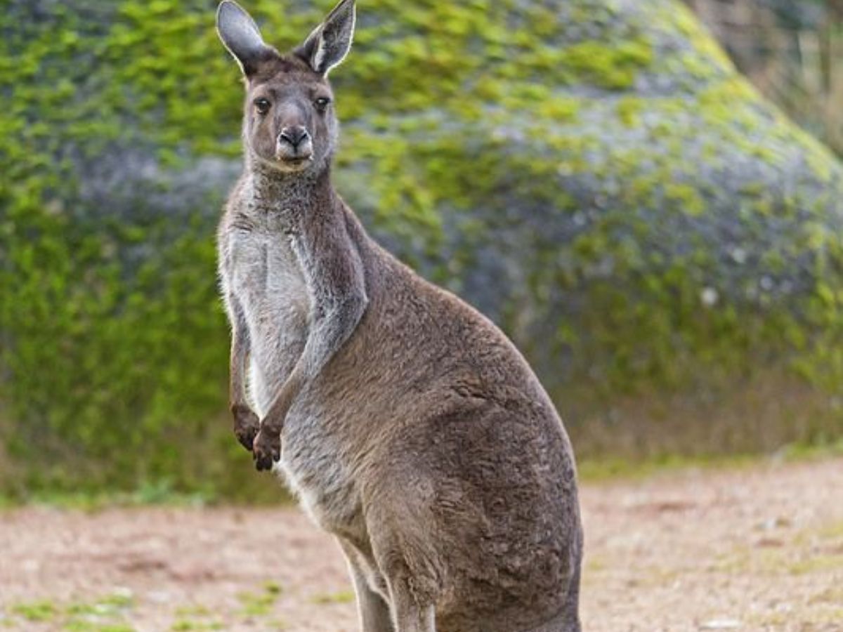 exploring-7-extraordinary-world-of-uncommon-milk-producing-animals-from-platypus-to-grey-kangaroo Exploring 7 Extraordinary World Of Uncommon Milk-Producing Animals: From Platypus to Grey kangaroo - Photo Gallery