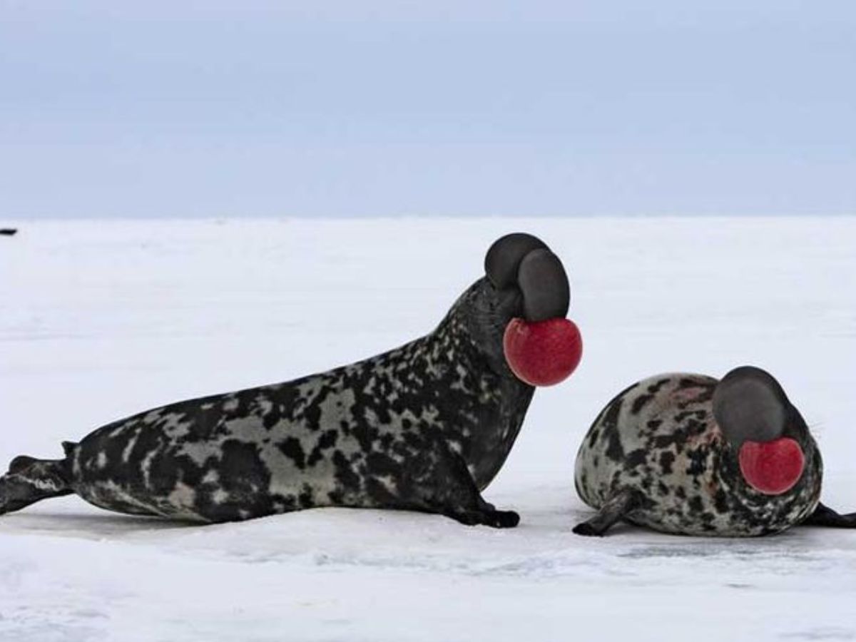 exploring-7-extraordinary-world-of-uncommon-milk-producing-animals-from-platypus-to-grey-kangaroo Exploring 7 Extraordinary World Of Uncommon Milk-Producing Animals: From Platypus to Grey kangaroo - Photo Gallery