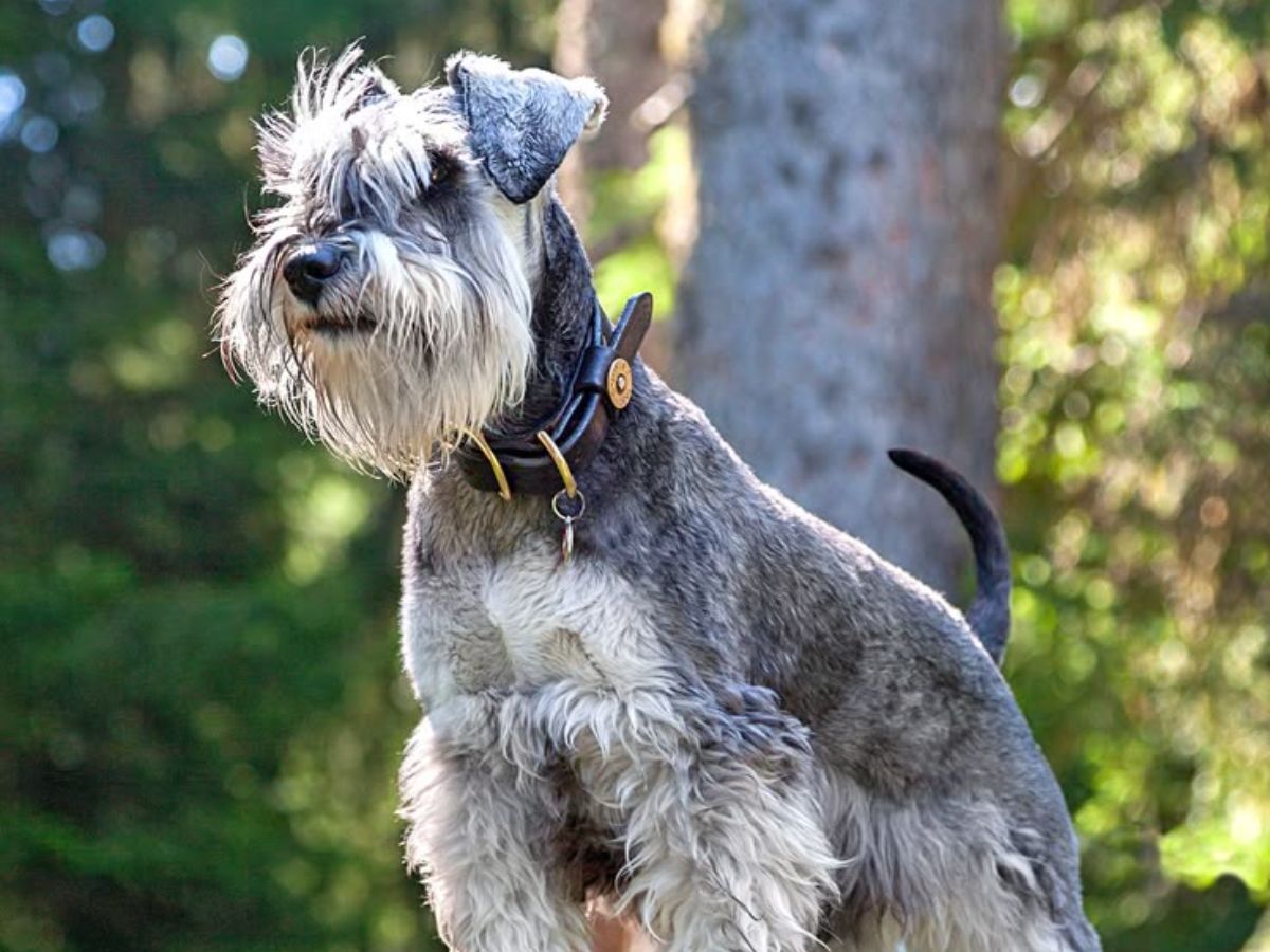 8 Dogs Breeds Not Only Adorable But Also Remarkable Intelligent: From Border Collie To Poodle - Photo Gallery
