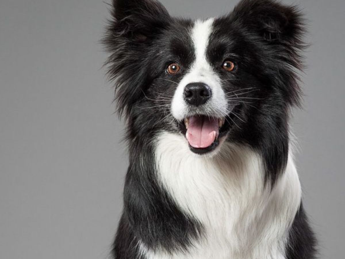 8 Dogs Breeds Not Only Adorable But Also Remarkable Intelligent: From Border Collie To Poodle - Photo Gallery