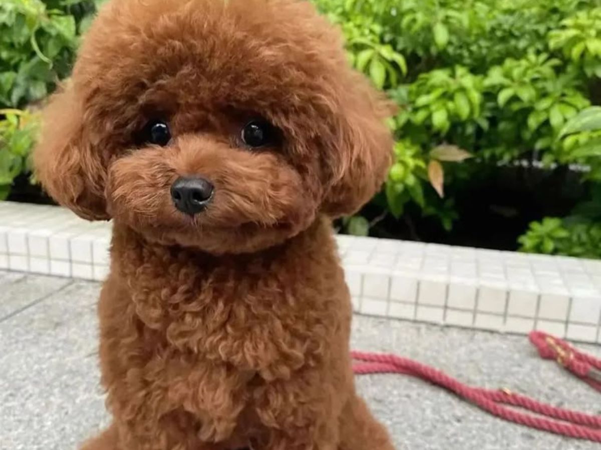 8 Dogs Breeds Not Only Adorable But Also Remarkable Intelligent: From Border Collie To Poodle - Photo Gallery