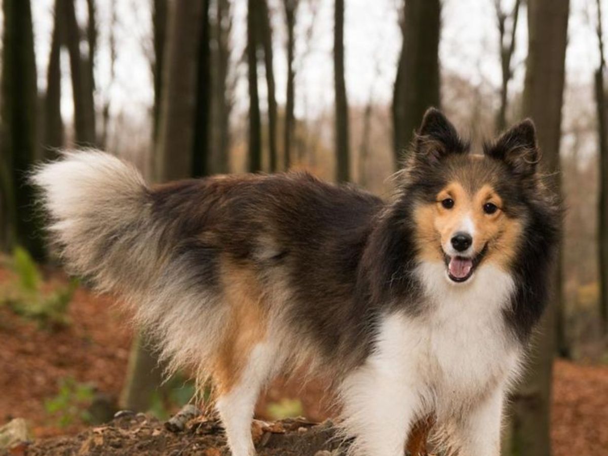 8 Dogs Breeds Not Only Adorable But Also Remarkable Intelligent: From Border Collie To Poodle - Photo Gallery