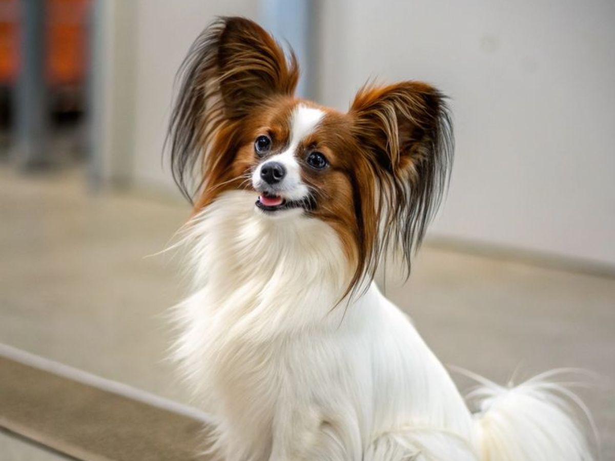8 Dogs Breeds Not Only Adorable But Also Remarkable Intelligent: From Border Collie To Poodle - Photo Gallery