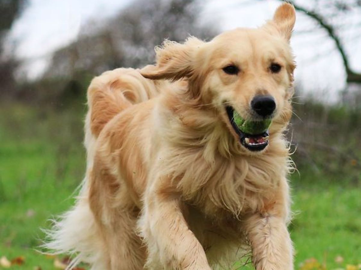 8 Dogs Breeds Not Only Adorable But Also Remarkable Intelligent: From Border Collie To Poodle - Photo Gallery