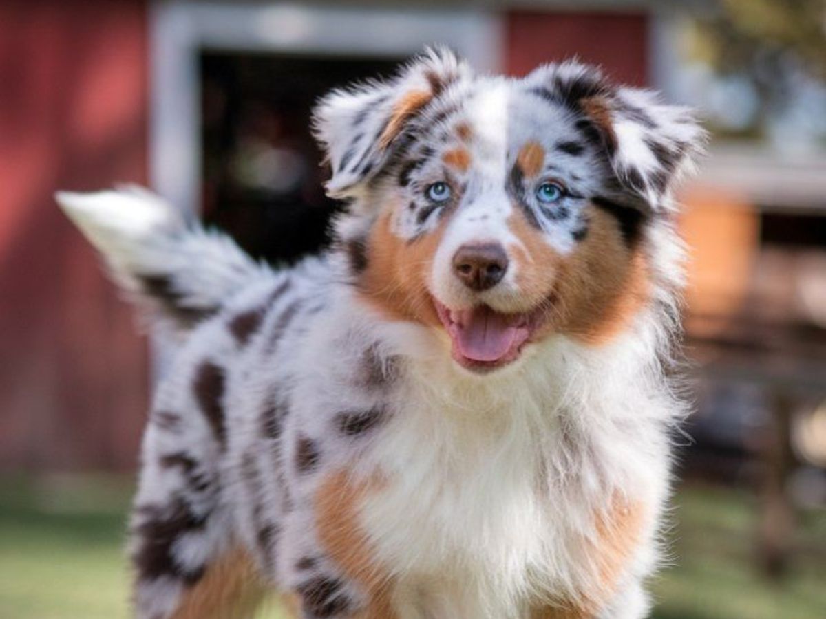 8 Dogs Breeds Not Only Adorable But Also Remarkable Intelligent: From Border Collie To Poodle - Photo Gallery
