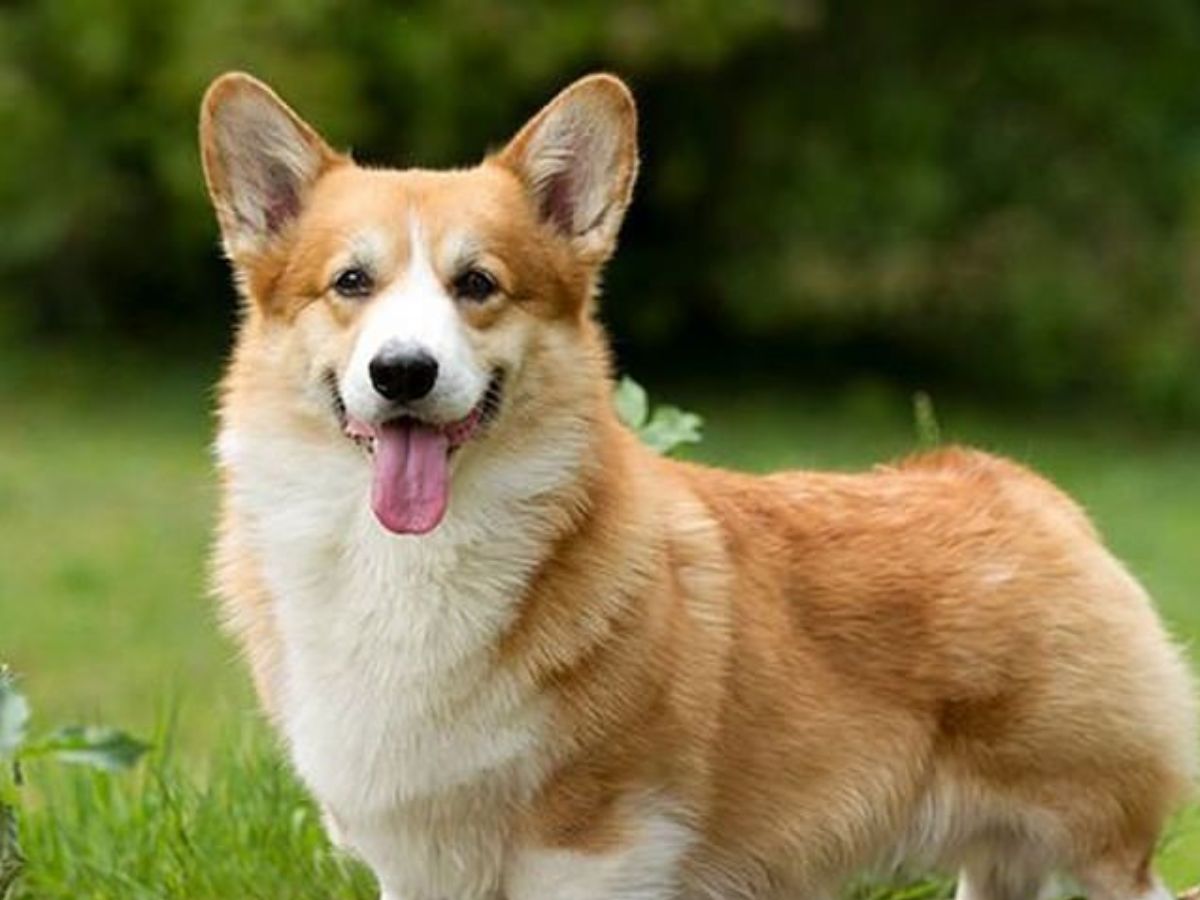 8 Dogs Breeds Not Only Adorable But Also Remarkable Intelligent: From Border Collie To Poodle - Photo Gallery
