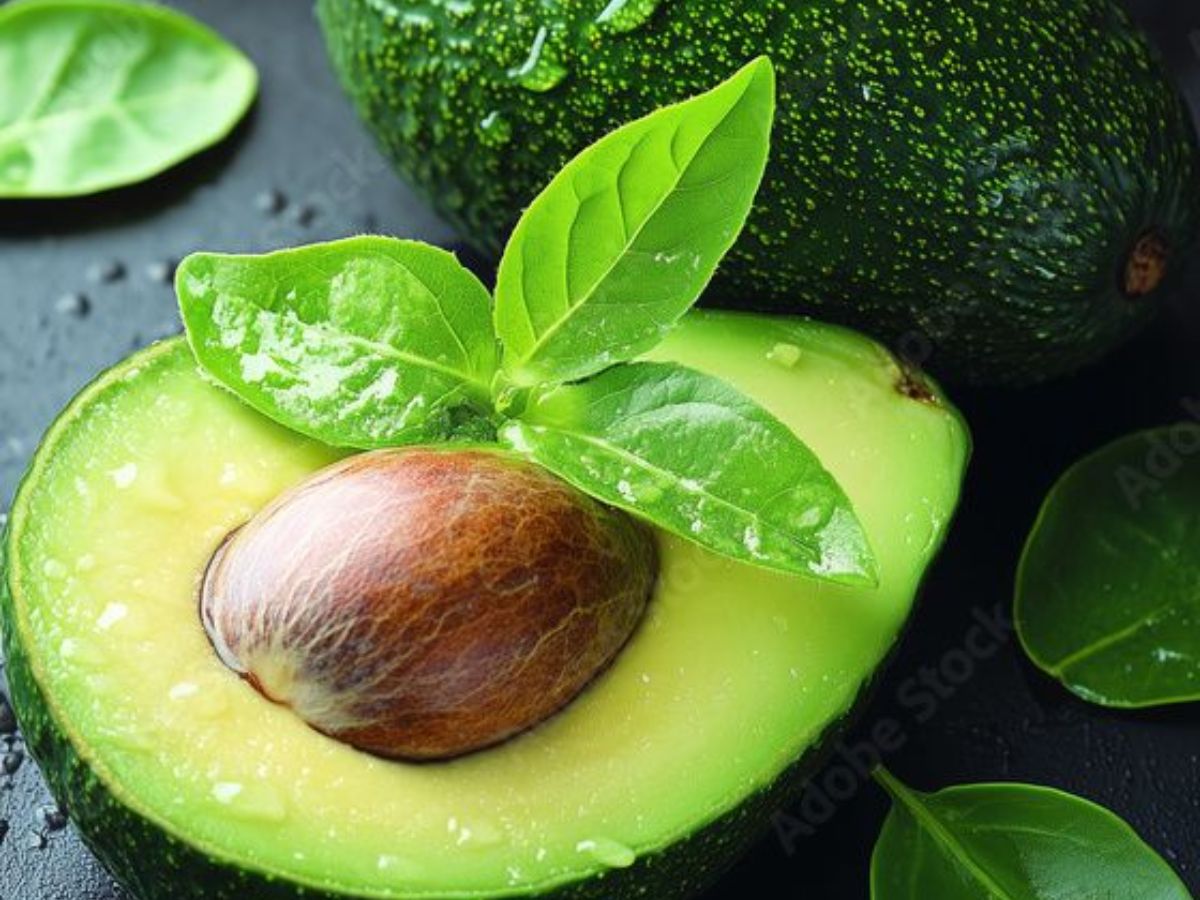 dont-toss-the-seeds-grow-avocado-tree-at-home-in-8-easy-steps Avocado Obsessed? Grow Avocado Tree At Home in 8 Easy Steps - Photo Gallery