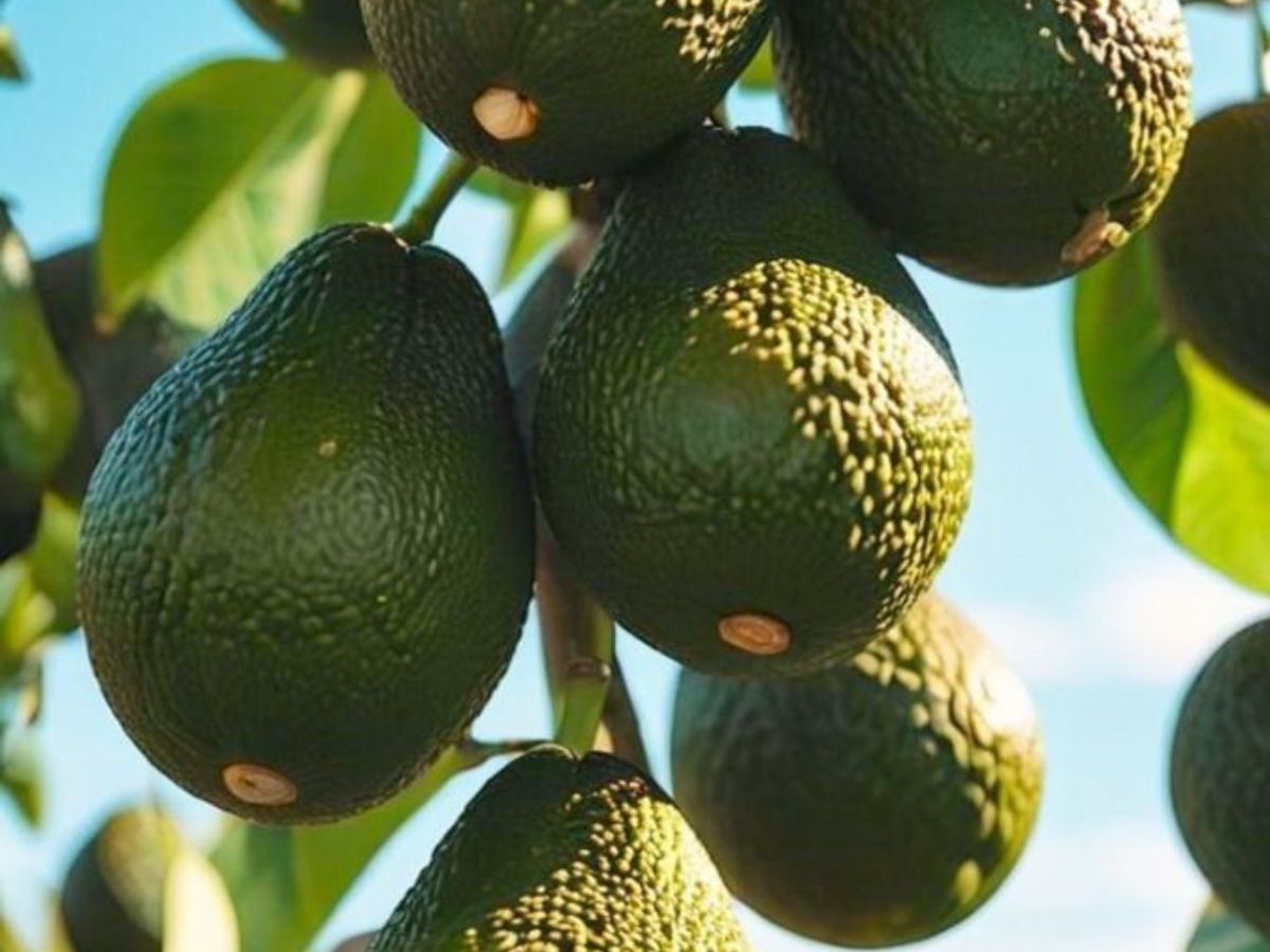 dont-toss-the-seeds-grow-avocado-tree-at-home-in-8-easy-steps Avocado Obsessed? Grow Avocado Tree At Home in 8 Easy Steps - Photo Gallery