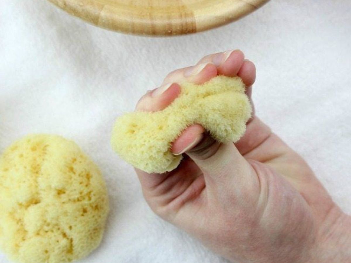 tired-of-throwing-bins-full-of-plastic-sanitary-napkins-every-month-here-are-7-eco-friendly-alternatives-in-pics Sea Sponges - Photo Gallery