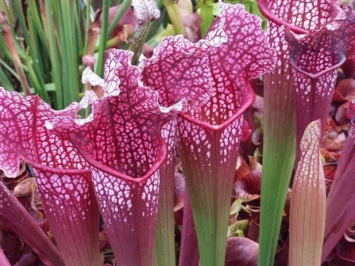 7-plants-that-look-supernatural-from-ghost-orchid-to-carrion-flowers-making-them-rare-and-unforgettable 7 Plants That Look Supernatural: From Ghost Orchid To Carrion Flowers - Photo Gallery