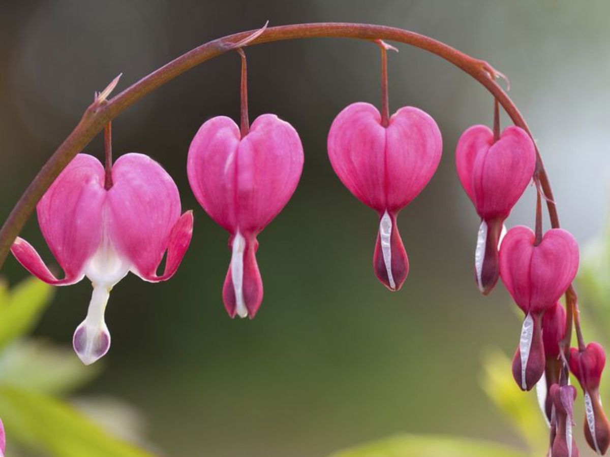 7-plants-that-look-supernatural-from-ghost-orchid-to-carrion-flowers-making-them-rare-and-unforgettable 7 Plants That Look Supernatural: From Ghost Orchid To Carrion Flowers - Photo Gallery