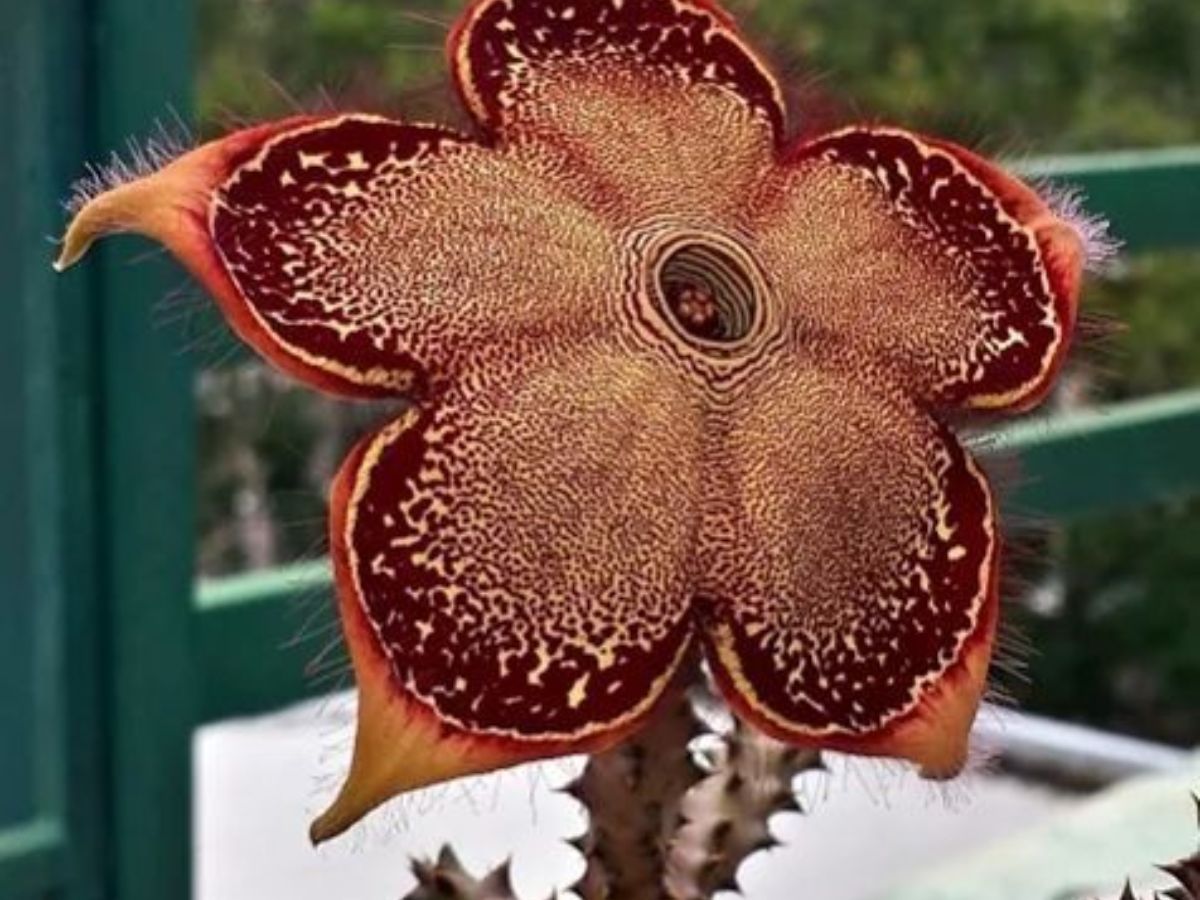 7-plants-that-look-supernatural-from-ghost-orchid-to-carrion-flowers-making-them-rare-and-unforgettable 7 Plants That Look Supernatural: From Ghost Orchid To Carrion Flowers - Photo Gallery