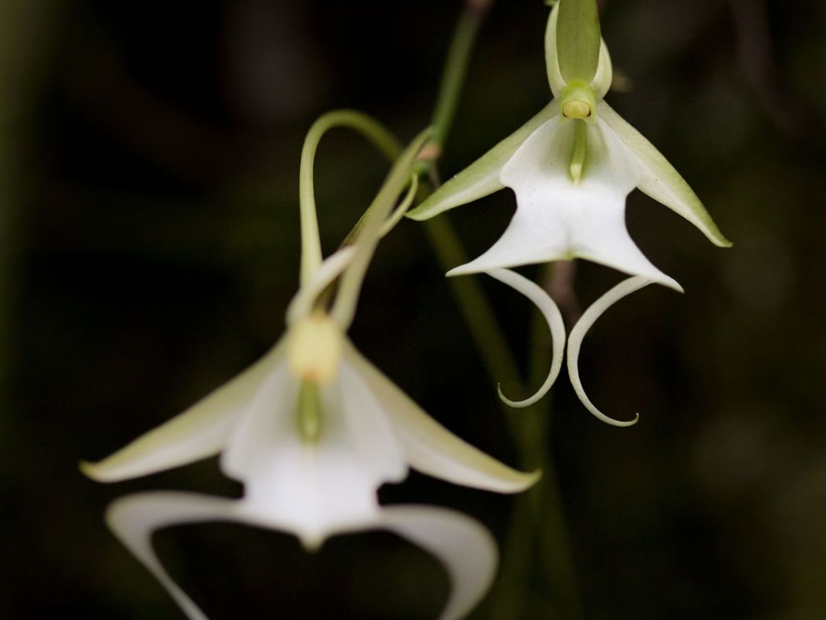 7-plants-that-look-supernatural-from-ghost-orchid-to-carrion-flowers-making-them-rare-and-unforgettable 7 Plants That Look Supernatural: From Ghost Orchid To Carrion Flowers - Photo Gallery