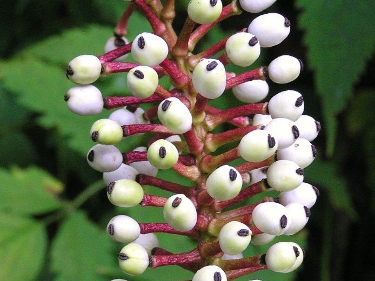 7-plants-that-look-supernatural-from-ghost-orchid-to-carrion-flowers-making-them-rare-and-unforgettable 7 Plants That Look Supernatural: From Ghost Orchid To Carrion Flowers - Photo Gallery