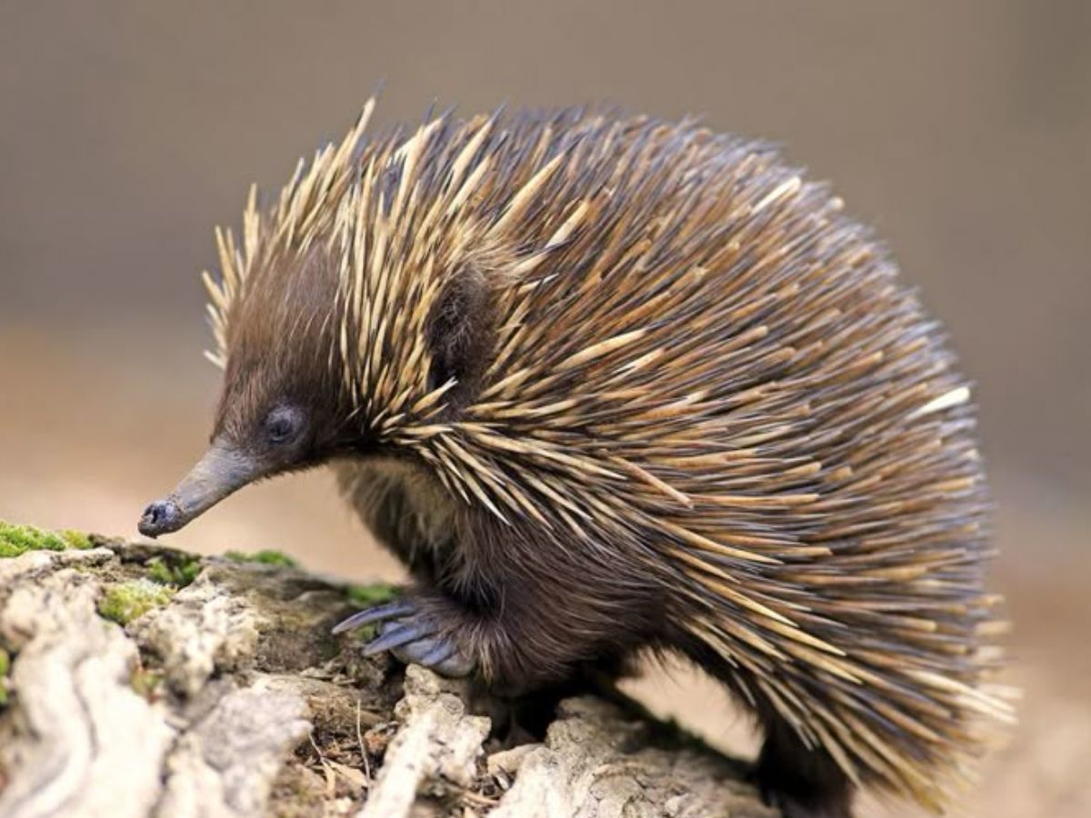 8-toothless-animals-master-the-art-of-eating-in-the-wild-natures-smooth-eaters-from-slurping-up-ants-to-swelling-jellyfish 8 Toothless Animals Master The Art Of Eating In The Wild: Nature’s Smooth-Eaters - Photo Gallery