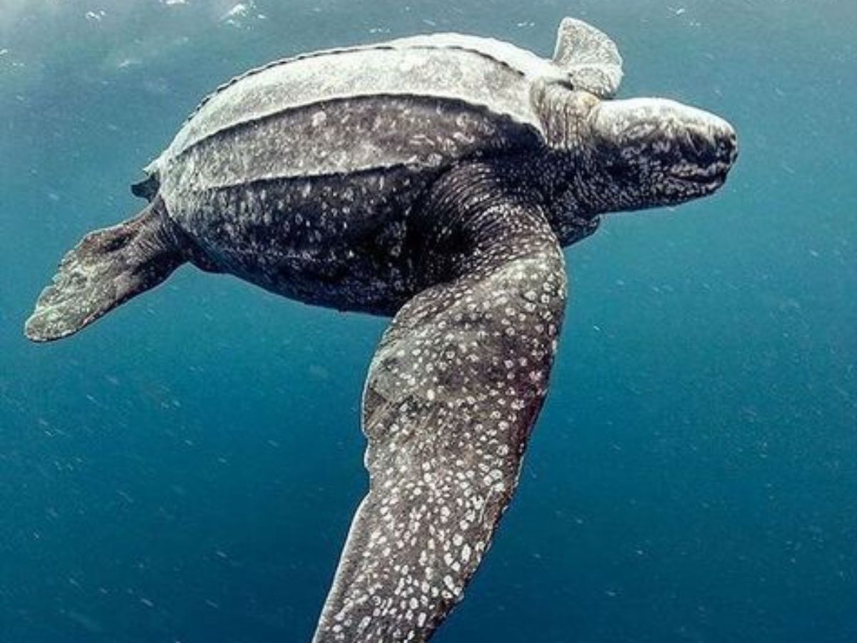 8-toothless-animals-master-the-art-of-eating-in-the-wild-natures-smooth-eaters-from-slurping-up-ants-to-swelling-jellyfish 8 Toothless Animals Master The Art Of Eating In The Wild: Nature’s Smooth-Eaters - Photo Gallery