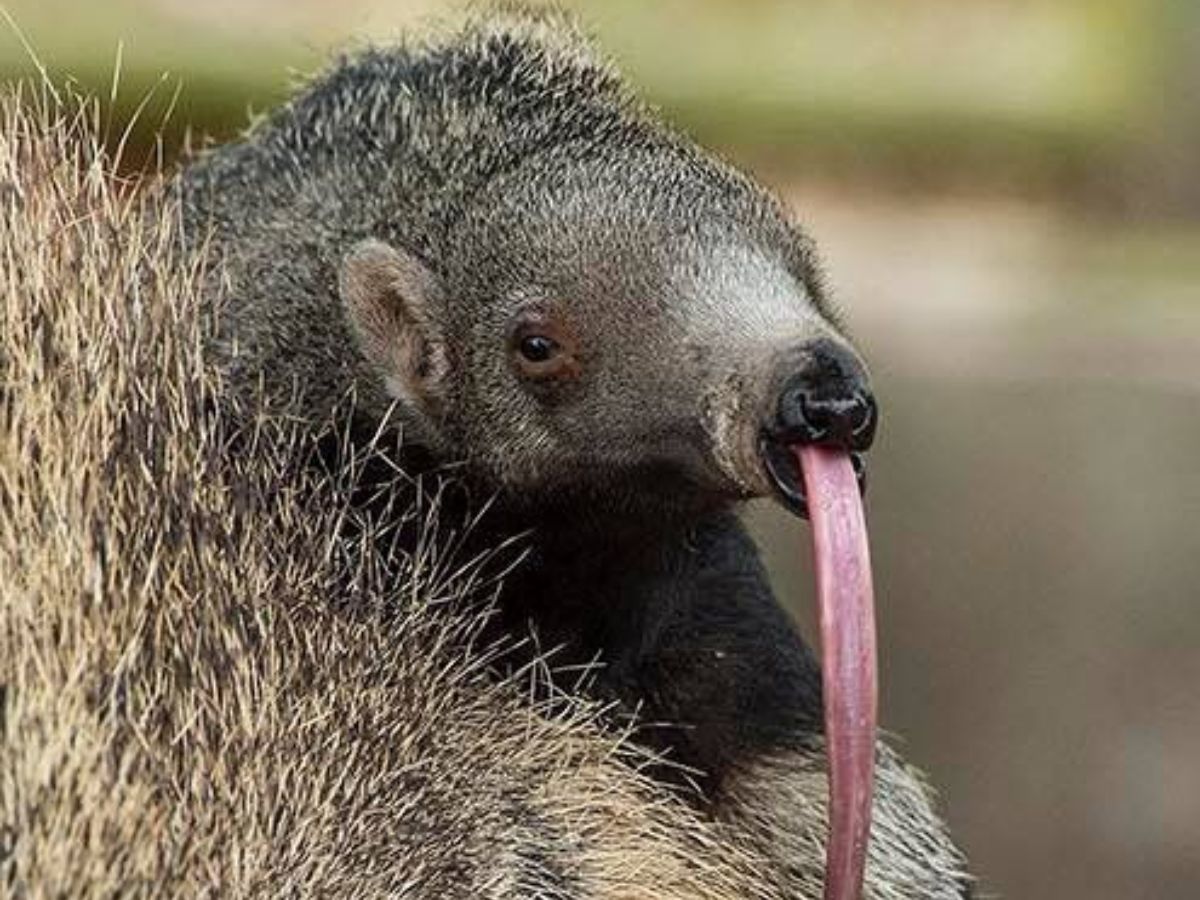 8-toothless-animals-master-the-art-of-eating-in-the-wild-natures-smooth-eaters-from-slurping-up-ants-to-swelling-jellyfish 8 Toothless Animals Master The Art Of Eating In The Wild: Nature’s Smooth-Eaters - Photo Gallery