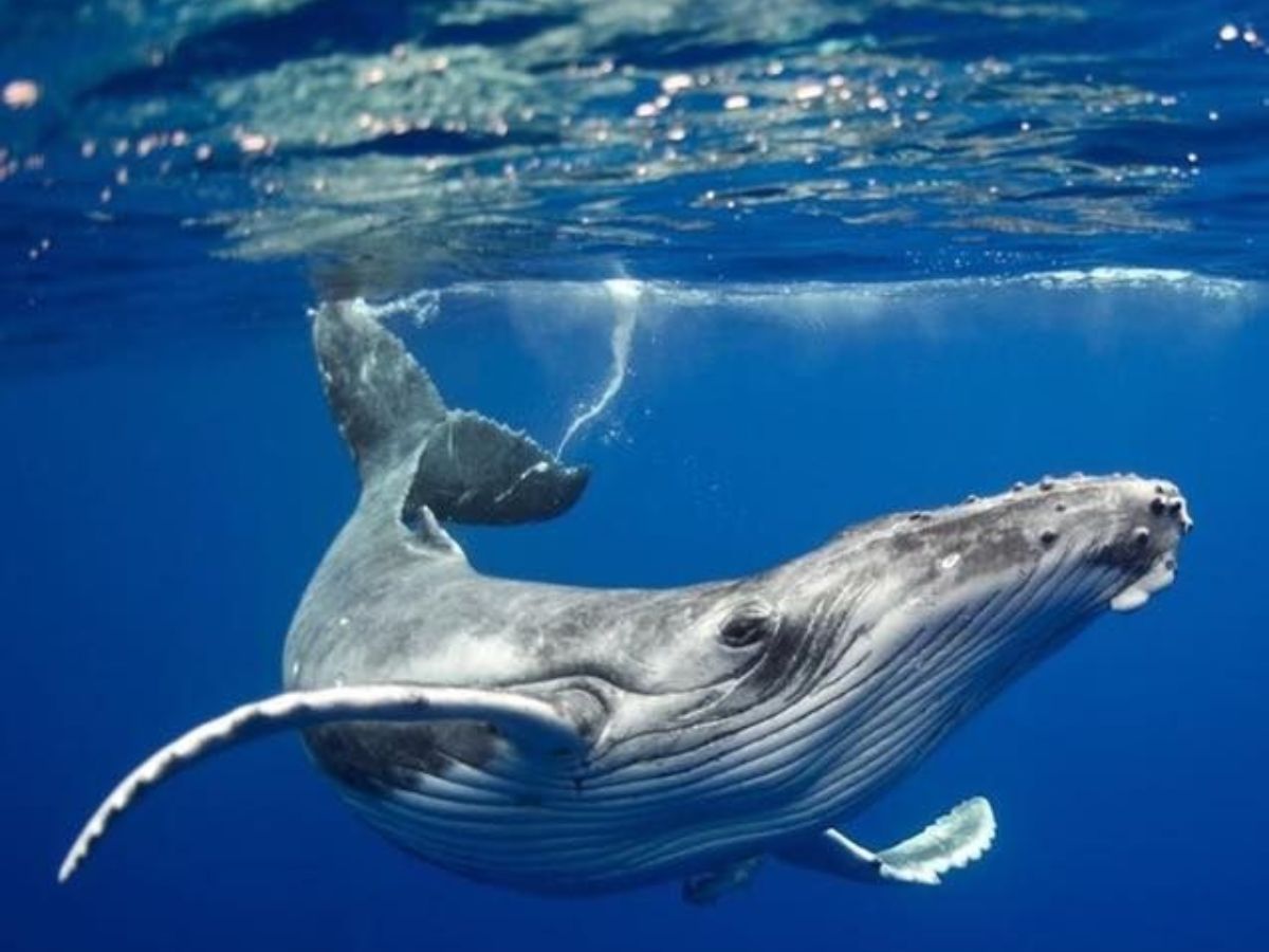 8-toothless-animals-master-the-art-of-eating-in-the-wild-natures-smooth-eaters-from-slurping-up-ants-to-swelling-jellyfish 8 Toothless Animals Master The Art Of Eating In The Wild: Nature’s Smooth-Eaters - Photo Gallery
