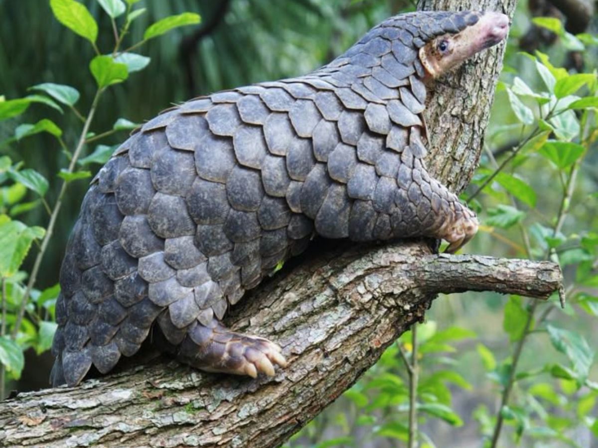 8-toothless-animals-master-the-art-of-eating-in-the-wild-natures-smooth-eaters-from-slurping-up-ants-to-swelling-jellyfish 8 Toothless Animals Master The Art Of Eating In The Wild: Nature’s Smooth-Eaters - Photo Gallery
