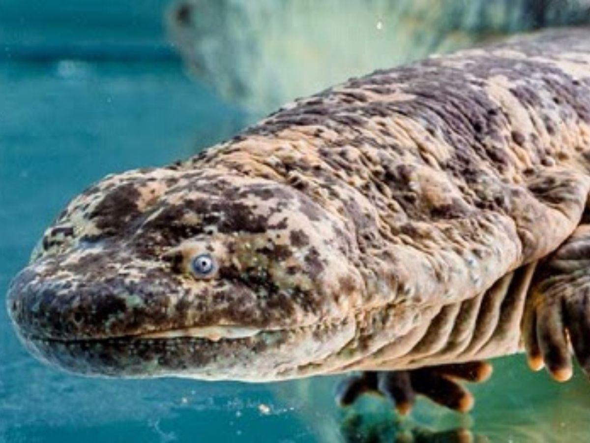 8-toothless-animals-master-the-art-of-eating-in-the-wild-natures-smooth-eaters-from-slurping-up-ants-to-swelling-jellyfish 8 Toothless Animals Master The Art Of Eating In The Wild: Nature’s Smooth-Eaters - Photo Gallery