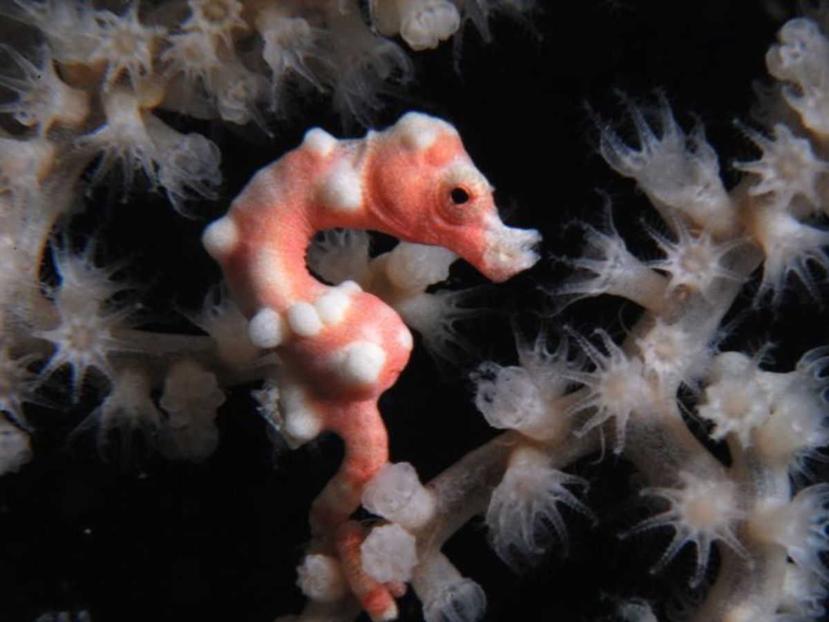 10-tiny-wonders-of-the-animal-kingdom-worlds-smallest-yet-most-remarkable-creatures 10 Tiny Wonders Of The Animal Kingdom: World’s Smallest Yet Most Remarkable Creatures. - Photo Gallery