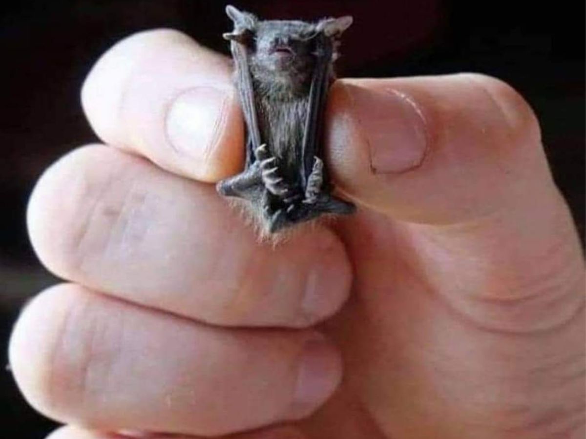 10-tiny-wonders-of-the-animal-kingdom-worlds-smallest-yet-most-remarkable-creatures 10 Tiny Wonders Of The Animal Kingdom: World’s Smallest Yet Most Remarkable Creatures. - Photo Gallery