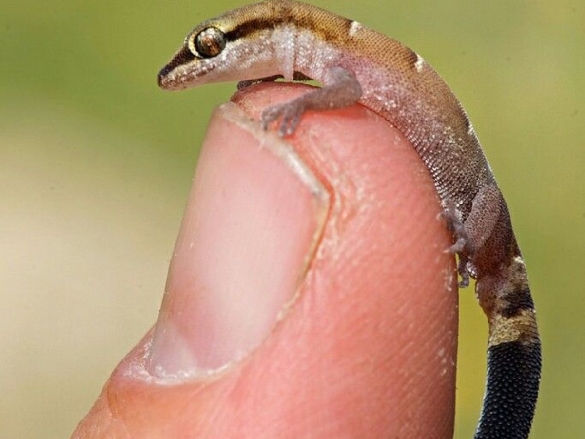 10-tiny-wonders-of-the-animal-kingdom-worlds-smallest-yet-most-remarkable-creatures 10 Tiny Wonders Of The Animal Kingdom: World’s Smallest Yet Most Remarkable Creatures. - Photo Gallery