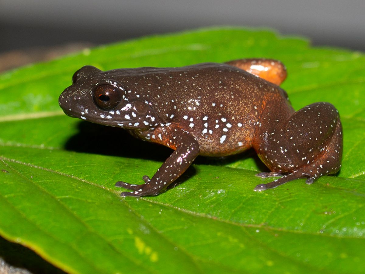 10-tiny-wonders-of-the-animal-kingdom-worlds-smallest-yet-most-remarkable-creatures 10 Tiny Wonders Of The Animal Kingdom: World’s Smallest Yet Most Remarkable Creatures. - Photo Gallery