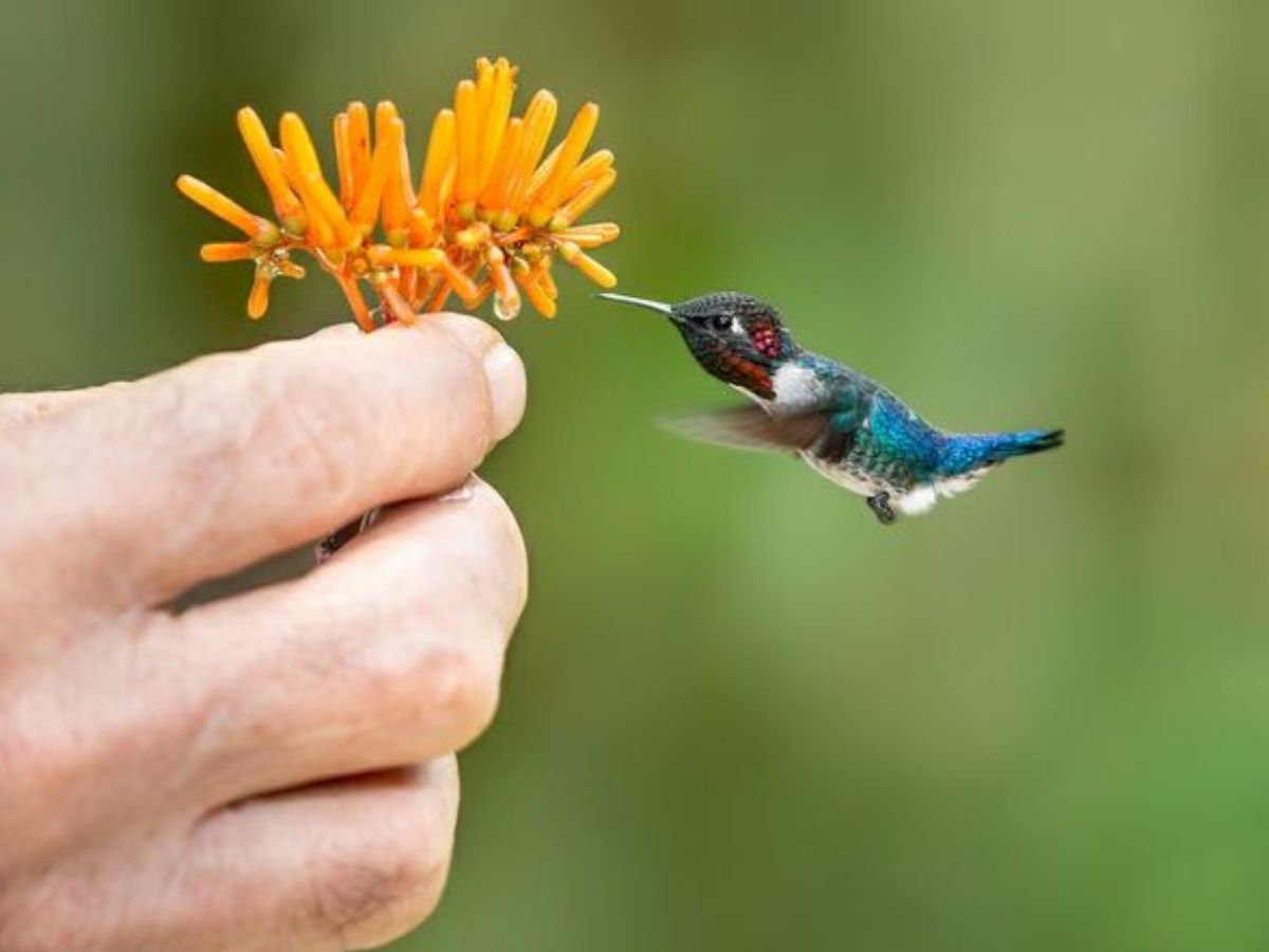 10-tiny-wonders-of-the-animal-kingdom-worlds-smallest-yet-most-remarkable-creatures 10 Tiny Wonders Of The Animal Kingdom: World’s Smallest Yet Most Remarkable Creatures. - Photo Gallery