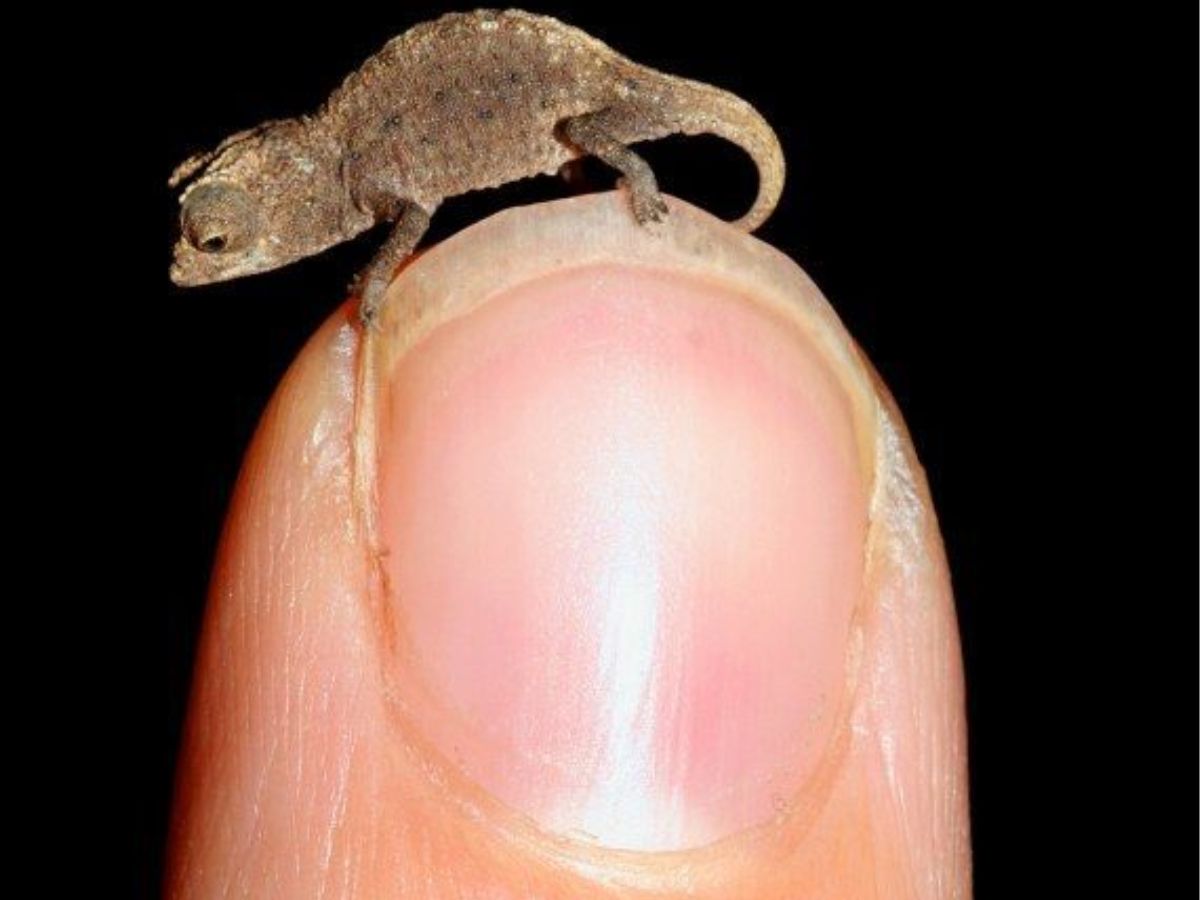 10-tiny-wonders-of-the-animal-kingdom-worlds-smallest-yet-most-remarkable-creatures 10 Tiny Wonders Of The Animal Kingdom: World’s Smallest Yet Most Remarkable Creatures. - Photo Gallery