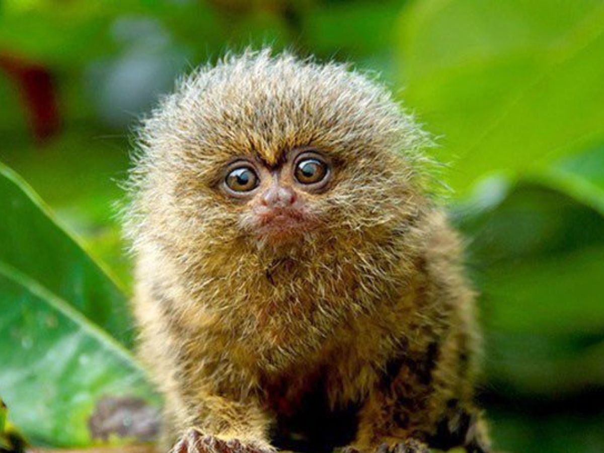 10-tiny-wonders-of-the-animal-kingdom-worlds-smallest-yet-most-remarkable-creatures 10 Tiny Wonders Of The Animal Kingdom: World’s Smallest Yet Most Remarkable Creatures. - Photo Gallery