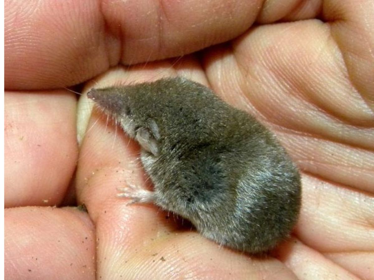 10-tiny-wonders-of-the-animal-kingdom-worlds-smallest-yet-most-remarkable-creatures 10 Tiny Wonders Of The Animal Kingdom: World’s Smallest Yet Most Remarkable Creatures. - Photo Gallery