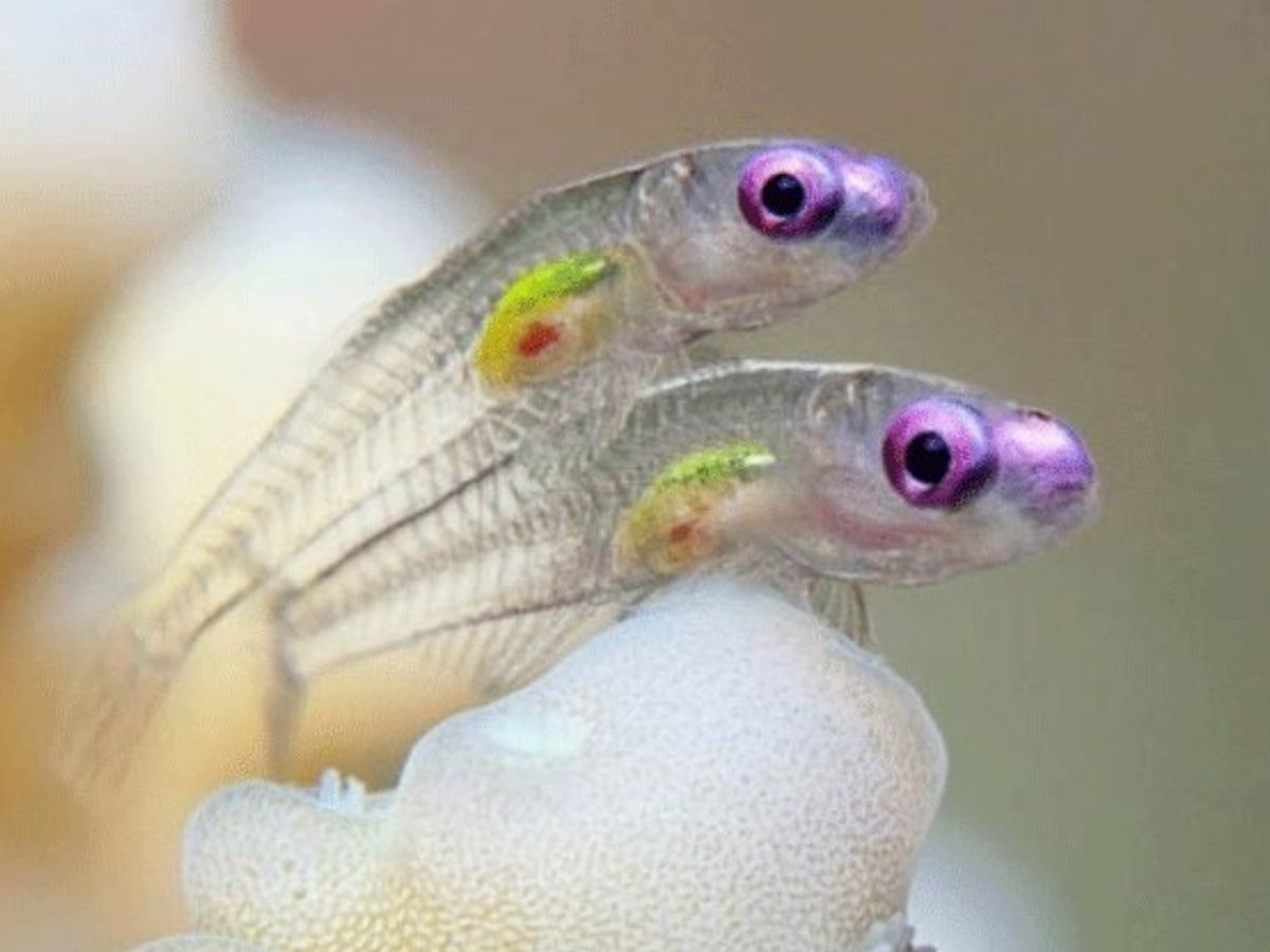 10-tiny-wonders-of-the-animal-kingdom-worlds-smallest-yet-most-remarkable-creatures 10 Tiny Wonders Of The Animal Kingdom: World’s Smallest Yet Most Remarkable Creatures. - Photo Gallery