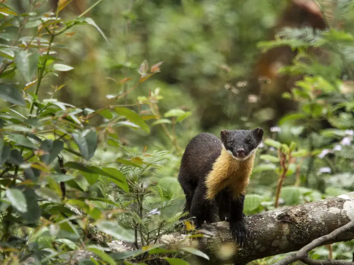 7 Rare Animals in India’s Rainforests: Galaxy Frog, Mouse Deer & More Hidden Wonders - Photo Gallery