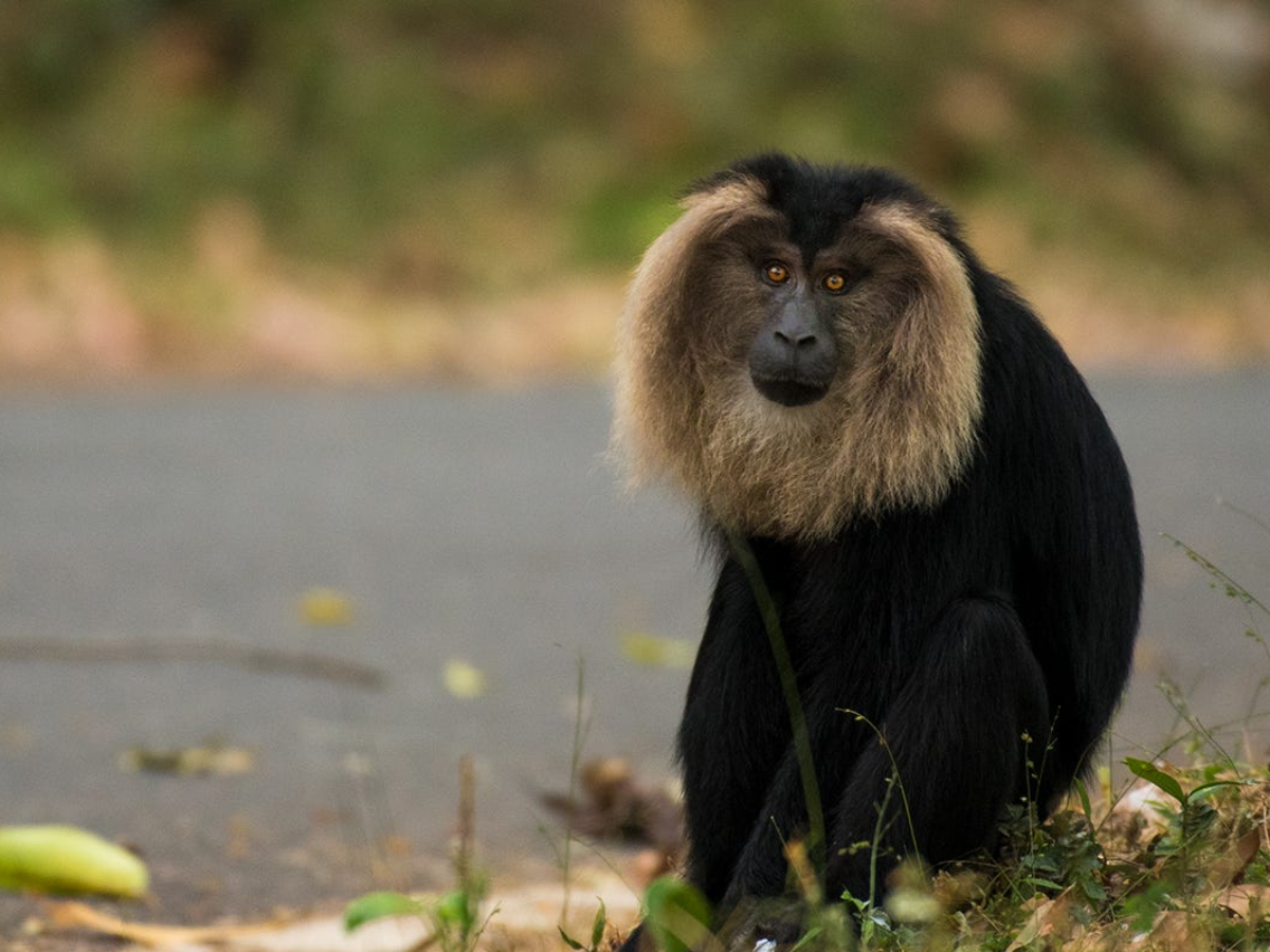 7 Rare Animals in India’s Rainforests: Galaxy Frog, Mouse Deer & More Hidden Wonders - Photo Gallery