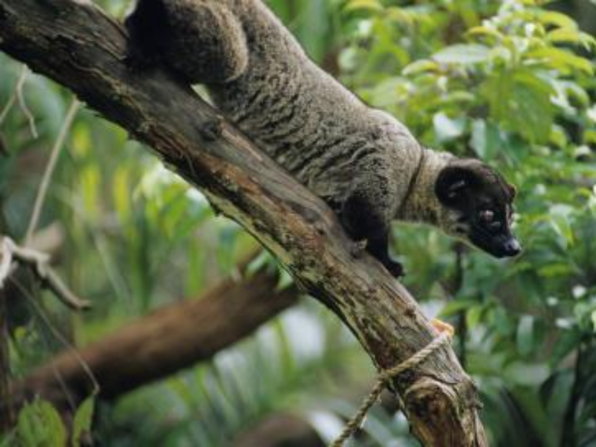 7 Rare Animals in India’s Rainforests: Galaxy Frog, Mouse Deer & More Hidden Wonders - Photo Gallery