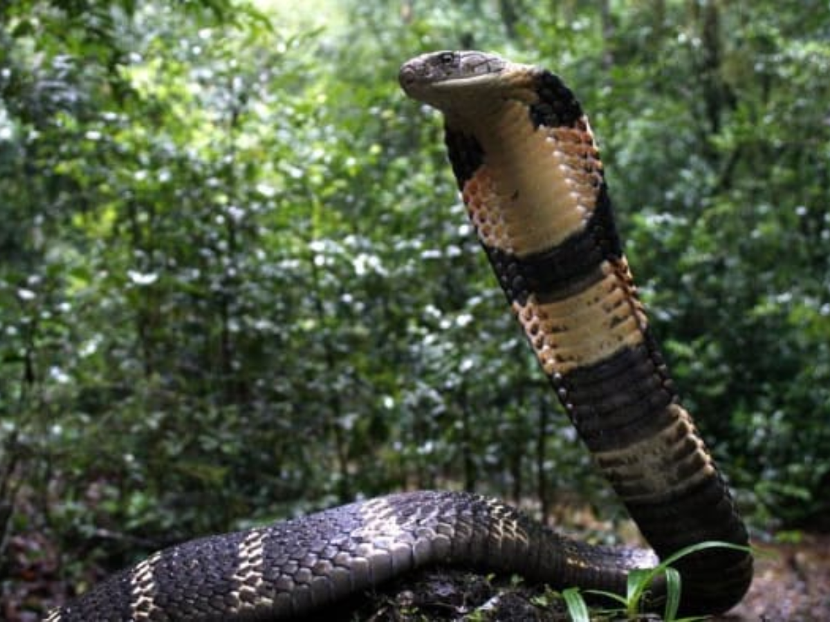 7 Rare Animals in India’s Rainforests: Galaxy Frog, Mouse Deer & More Hidden Wonders - Photo Gallery