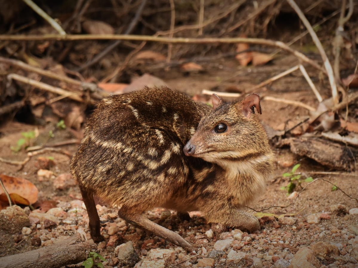 7 Rare Animals in India’s Rainforests: Galaxy Frog, Mouse Deer & More Hidden Wonders - Photo Gallery