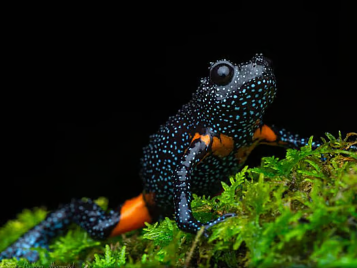 7 Rare Animals in India’s Rainforests: Galaxy Frog, Mouse Deer & More Hidden Wonders - Photo Gallery