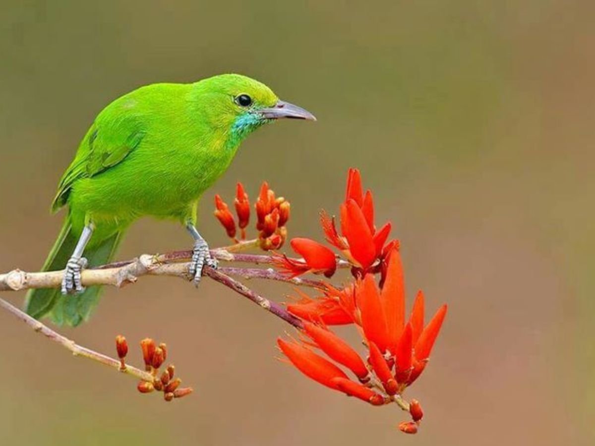 8-beautiful-green-colored-birds-from-forests-to-gardens-explore-birds-that-thrive-in-indias-natural-habitats 8 Beautiful Green Colored Birds: From Forests To Gardens Explore Birds That Thrive In India’s Natural Habitats - Photo Gallery