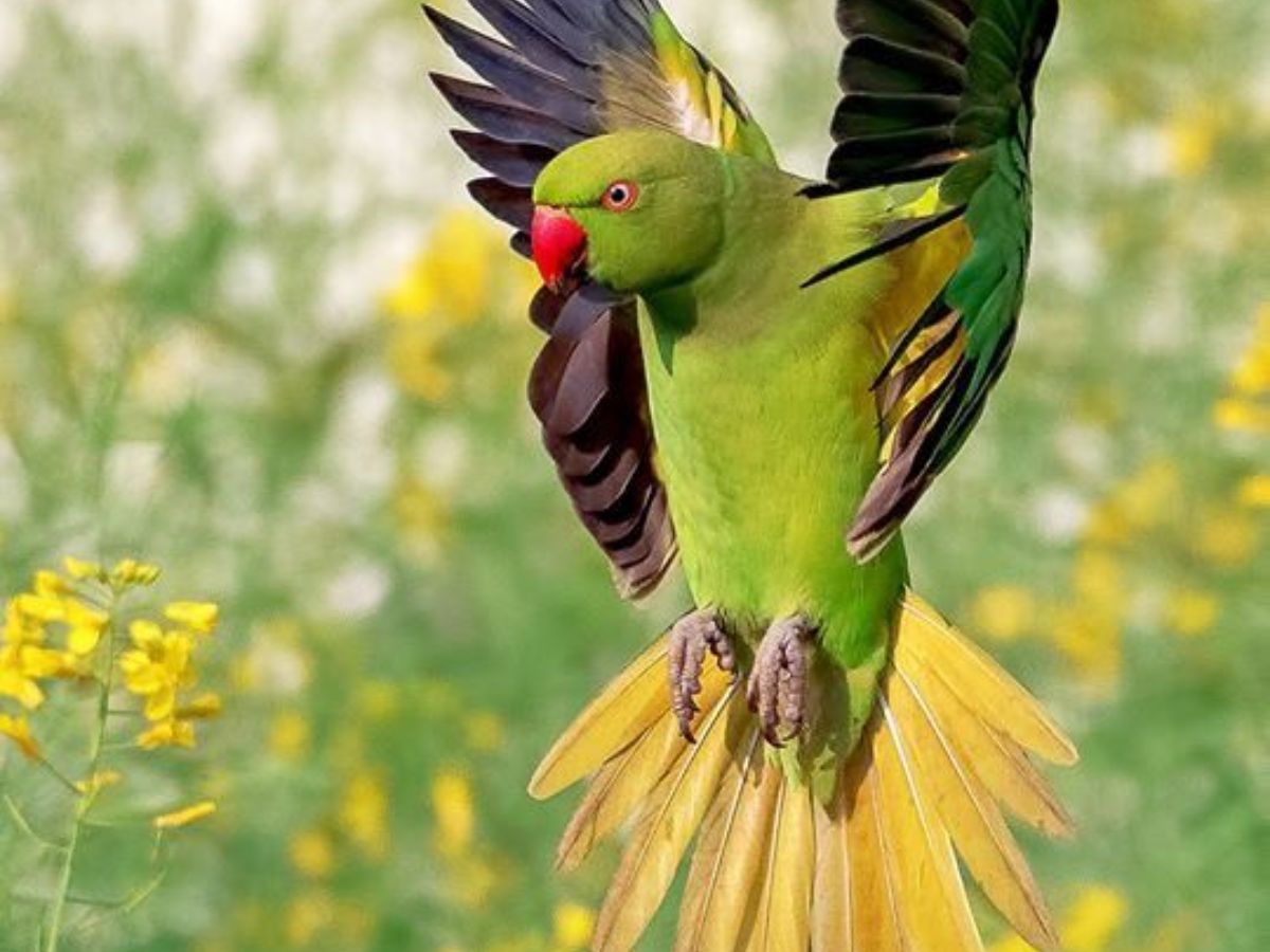 8-beautiful-green-colored-birds-from-forests-to-gardens-explore-birds-that-thrive-in-indias-natural-habitats 8 Beautiful Green Colored Birds: From Forests To Gardens Explore Birds That Thrive In India’s Natural Habitats - Photo Gallery
