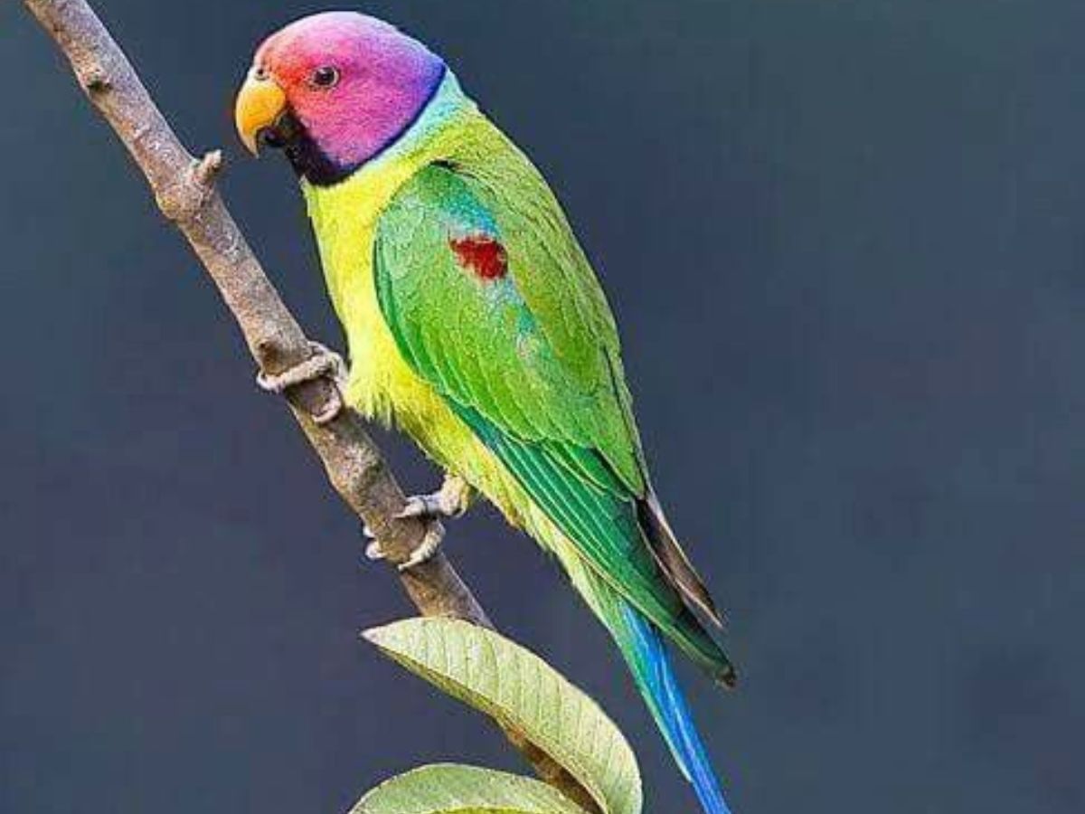8-beautiful-green-colored-birds-from-forests-to-gardens-explore-birds-that-thrive-in-indias-natural-habitats 8 Beautiful Green Colored Birds: From Forests To Gardens Explore Birds That Thrive In India’s Natural Habitats - Photo Gallery