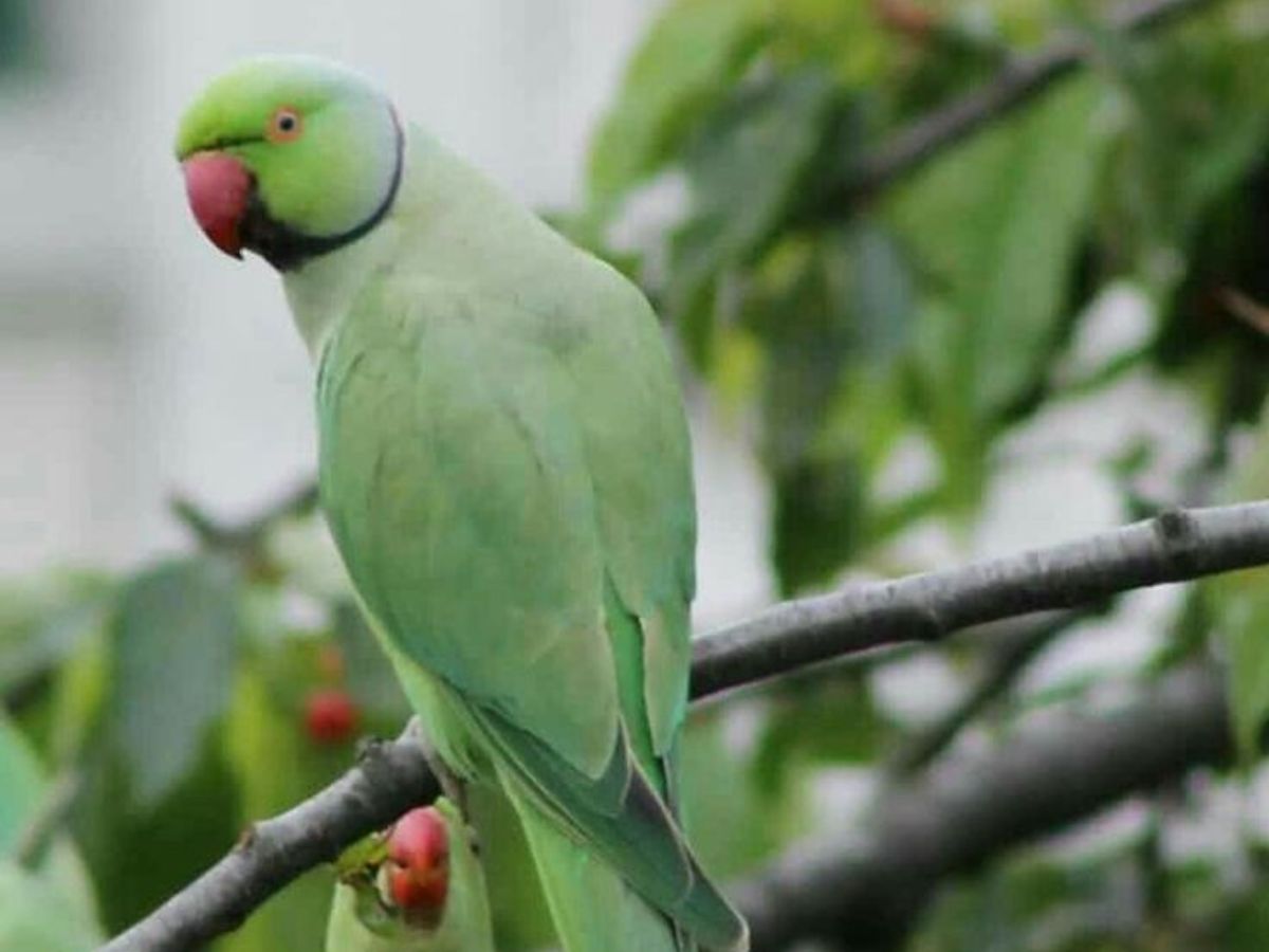 8-beautiful-green-colored-birds-from-forests-to-gardens-explore-birds-that-thrive-in-indias-natural-habitats 8 Beautiful Green Colored Birds: From Forests To Gardens Explore Birds That Thrive In India’s Natural Habitats - Photo Gallery