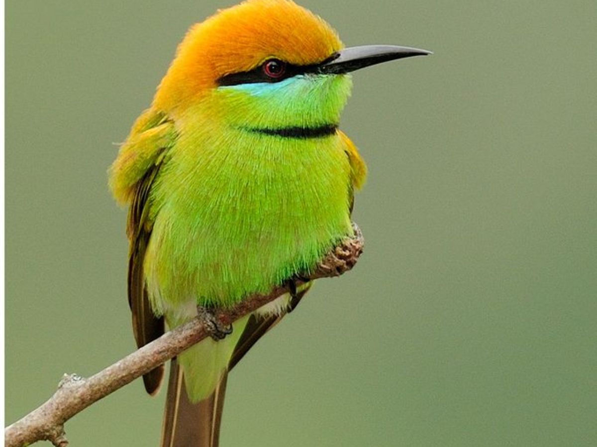 8-beautiful-green-colored-birds-from-forests-to-gardens-explore-birds-that-thrive-in-indias-natural-habitats 8 Beautiful Green Colored Birds: From Forests To Gardens Explore Birds That Thrive In India’s Natural Habitats - Photo Gallery