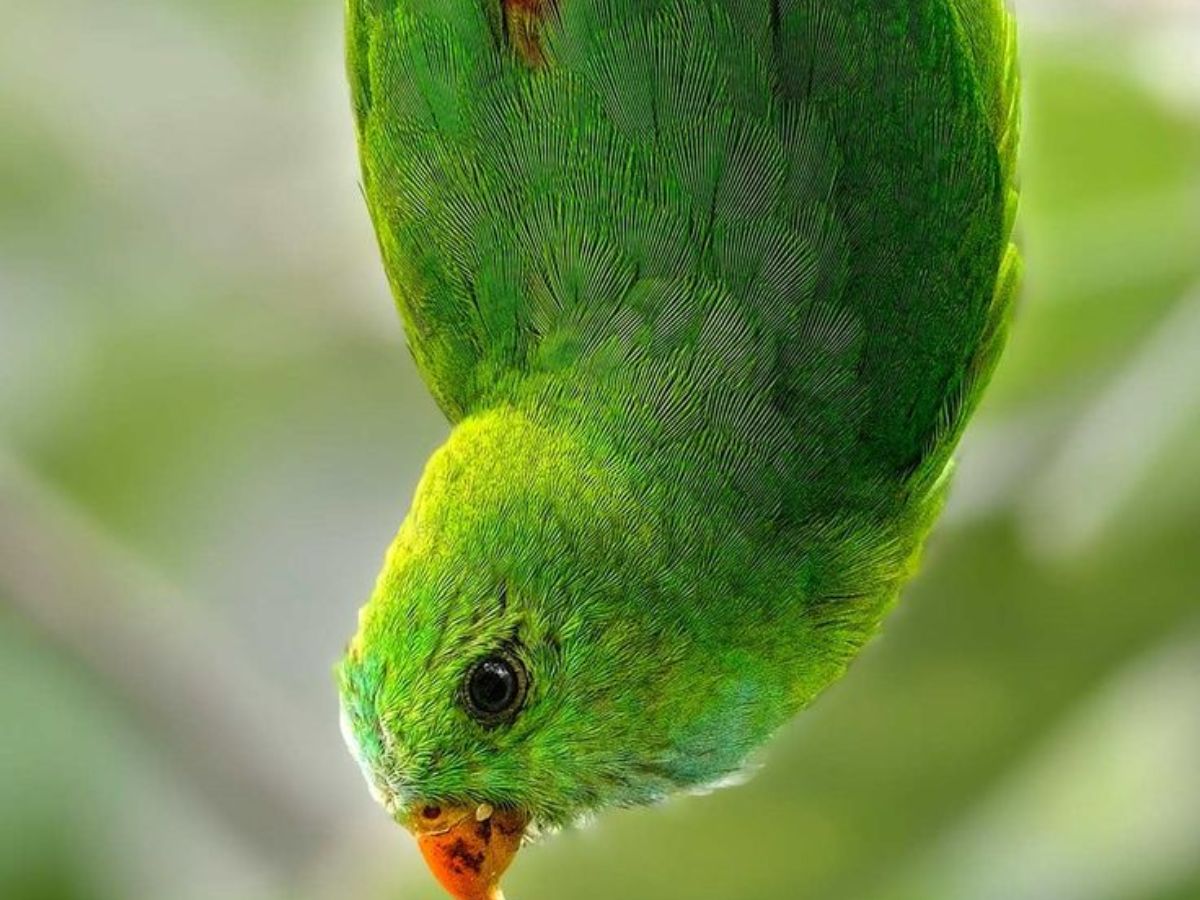 8-beautiful-green-colored-birds-from-forests-to-gardens-explore-birds-that-thrive-in-indias-natural-habitats 8 Beautiful Green Colored Birds: From Forests To Gardens Explore Birds That Thrive In India’s Natural Habitats - Photo Gallery