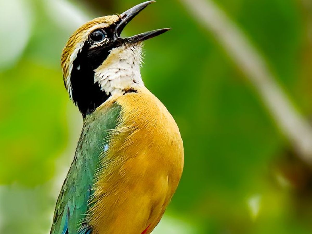 8-beautiful-green-colored-birds-from-forests-to-gardens-explore-birds-that-thrive-in-indias-natural-habitats 8 Beautiful Green Colored Birds: From Forests To Gardens Explore Birds That Thrive In India’s Natural Habitats - Photo Gallery