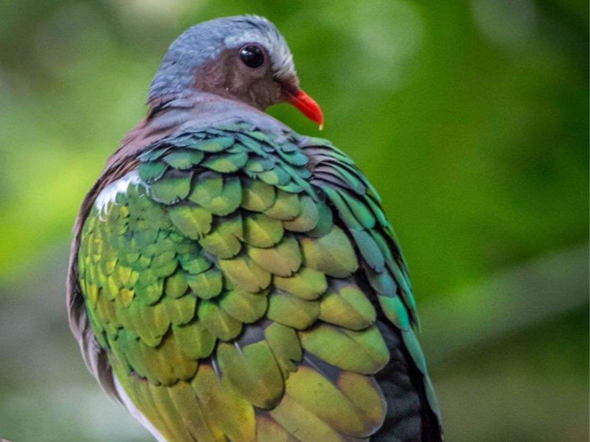 8-beautiful-green-colored-birds-from-forests-to-gardens-explore-birds-that-thrive-in-indias-natural-habitats 8 Beautiful Green Colored Birds: From Forests To Gardens Explore Birds That Thrive In India’s Natural Habitats - Photo Gallery